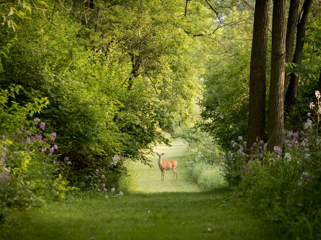 découvrez tout sur le cerf : son habitat, son comportement et son rôle dans la nature. apprenez à mieux connaître cet élégant animal sauvage.