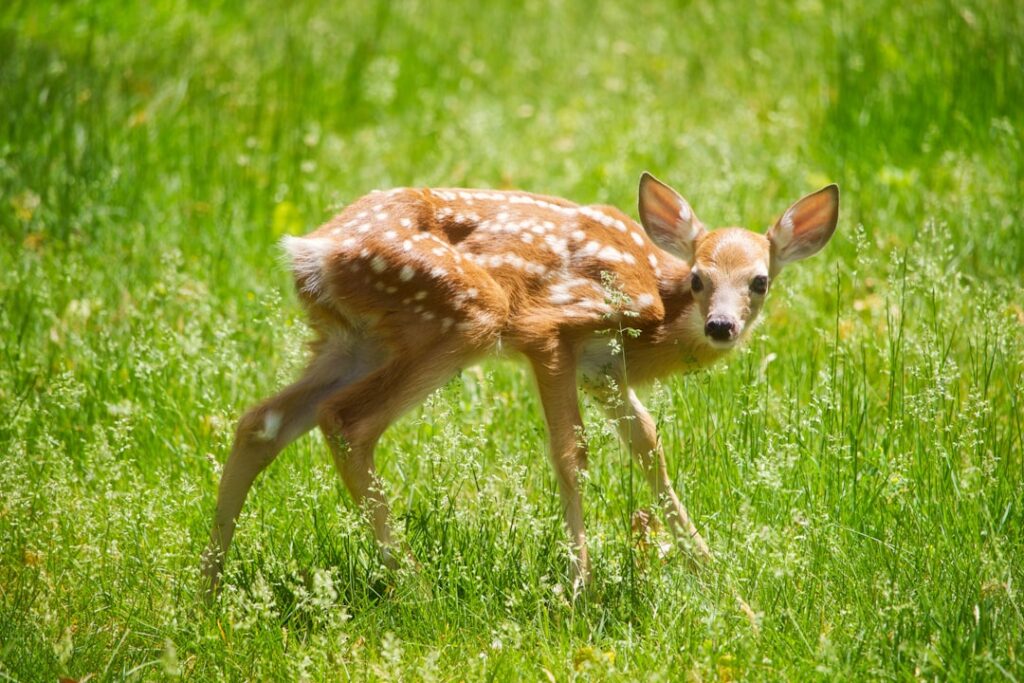 découvrez tout sur le cerf, un majestueux mammifère de la famille des cervidés, symbole de la nature et de la forêt.