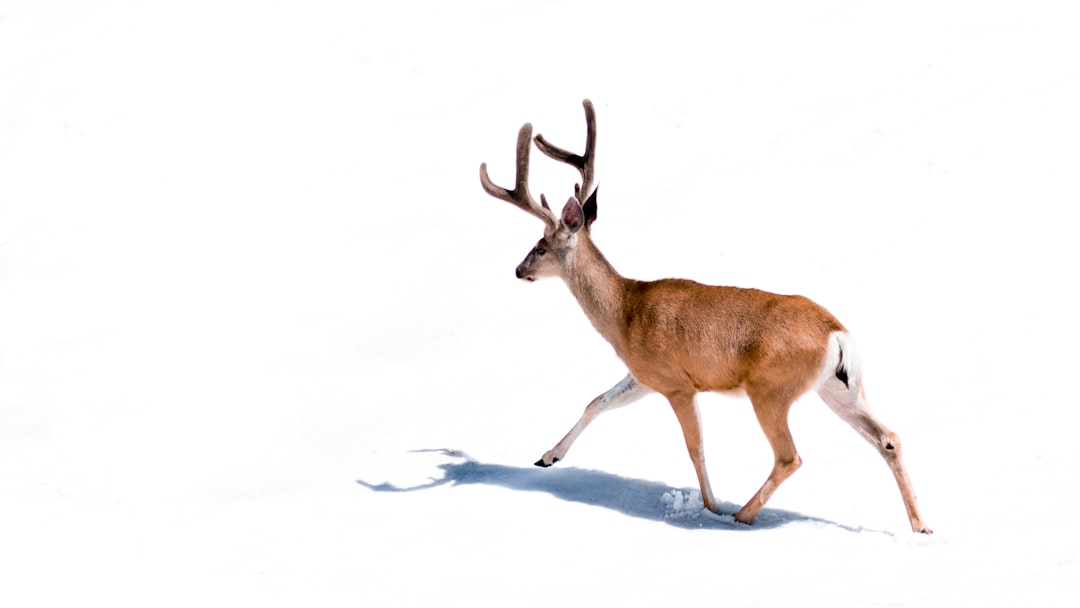 découvrez tout sur le cerf : son habitat, son comportement et son importance dans la nature.
