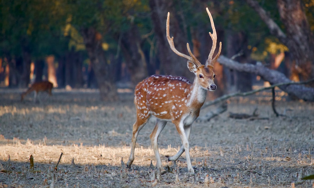 découvrez tout sur le cerf, un majestueux animal sauvage apprécié pour sa beauté et sa grâce dans la nature.