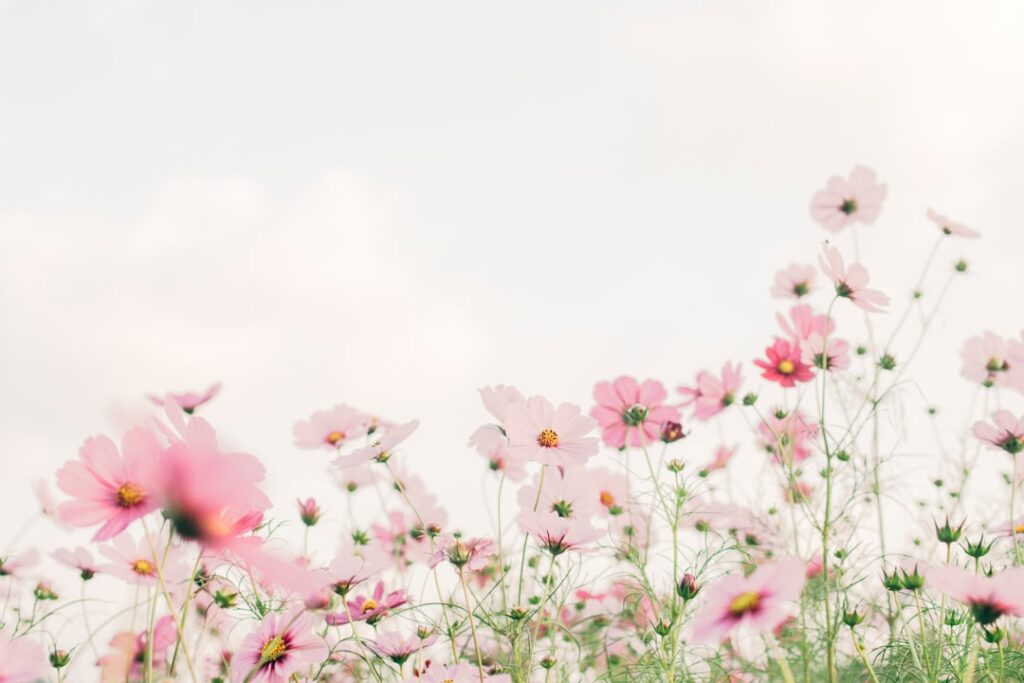 découvrez notre sélection éclatante de fleurs fraîches pour toutes les occasions. offrez beauté et couleurs avec nos bouquets uniques et parfumés.